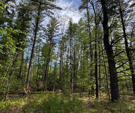 Michigan Properties For Sale