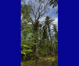 Michigan Properties For Sale