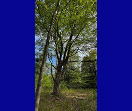 Michigan Properties For Sale