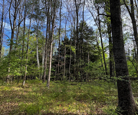 Michigan Properties For Sale