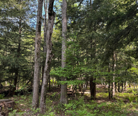 Michigan Properties For Sale