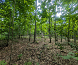 Michigan Properties For Sale