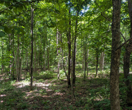 Michigan Properties For Sale