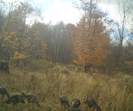 Michigan Properties For Sale