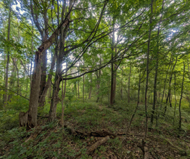 Michigan Properties For Sale