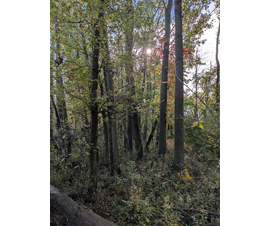 Michigan Properties For Sale